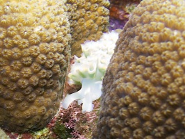 Lettuce Leaf Sea Slug IMG 5415